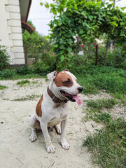 jack russell terrier sitting on the ground