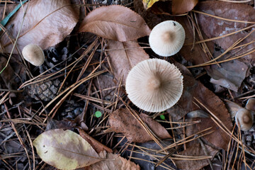 Pale Toadstool. A toxic inedible mushroom in forest nature