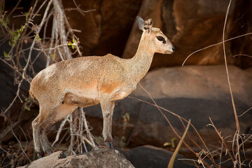 Klipspringer (Oreotragus) on a rock