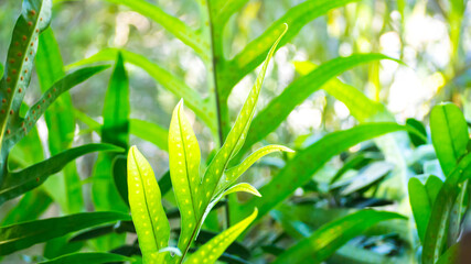 Fern tree with green background