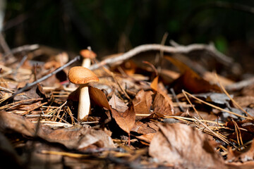 Pale Toadstool. A toxic inedible mushroom in forest nature