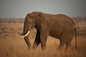 Fototapeta na wymiar Big Elephant Bulls in the wild
