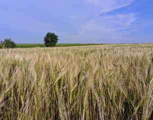 field of wheat