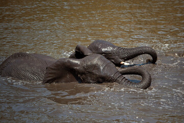 Elephant's in the wild africa
