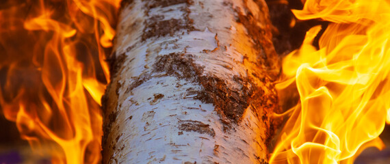 birch log on fire
