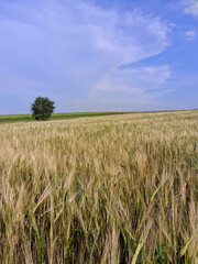 field of wheat