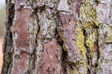 Pine tree textured bark with lichen and green moss close up ~BARK OF A TREE~