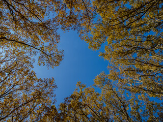 Fototapeta premium Autumn