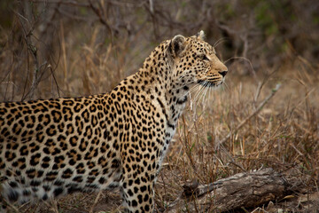 Leopard in the wild South Africa