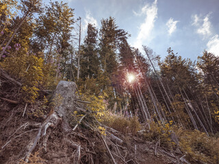 forest in autumn