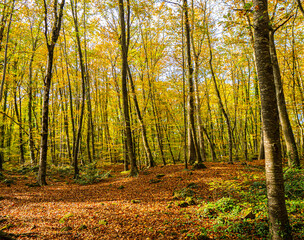 Obraz premium Autumn