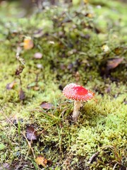 red mushroom in the forest