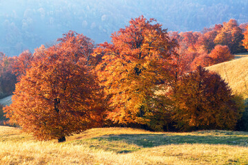 Fototapeta premium Beautiful autumn scenery. Landscape with amazing fruit tree, fields and forests covered with leaf. The lawn is enlightened by the sun rays. Touristic place Carpathians, Ukraine, Europe.