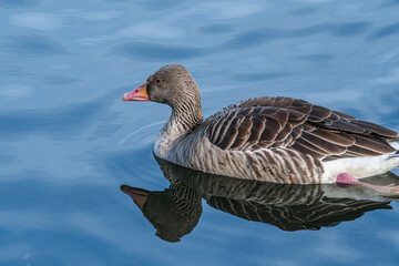 Fototapeta premium Greylag Goose (Anser anser) in park, Germany