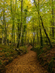 Fototapeta premium Autumn