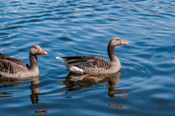 Greylag Goose (Anser anser) in park, Germany