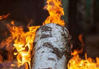 birch log