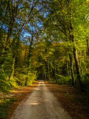 Fototapeta premium Autumn