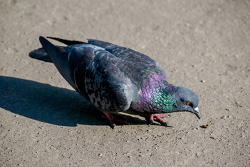 Rock Dove (Columba livia) in park, Moscow, Russia