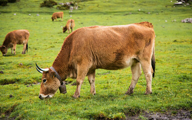 Beef cows grazing in the Picos de Europa, Asturias. Cows in the mountain