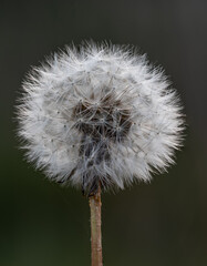 Close up photo (macro) of  Dandelion yellow flower taken in Co Louth. Ireland