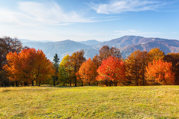 Autumn scenery. Landscape with amazing mountains, fields and forests covered with orange leaf. The...