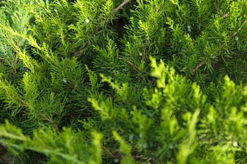 Fototapeta premium Macro background of Christmas green tree branches.