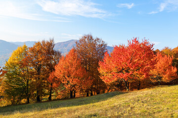 Autumn rural landscape. Scenery with amazing mountains, fields and forests with tree covered orange and yellow leaf. Natural. The lawn is enlightened by the sun rays.