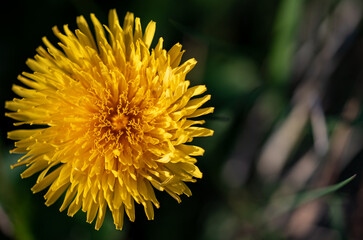 Close up photo (macro) of  Dandelion yellow flower taken in Co Louth. Ireland