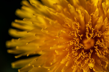 Close up photo (macro) of  Dandelion yellow flower taken in Co Louth. Ireland
