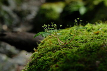 苔むす森の木。green moss in a forest, Tokyo Japan.