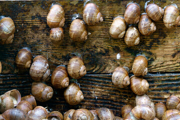 A series of photographs One day at a grape snail farm.