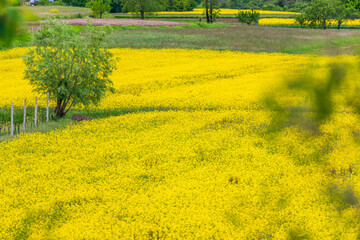Rapeseed and poppy fields in Tricesimo.