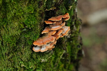 秋山の実り。森のキノコ。Mushroom In The Forest, autumn time Japan
