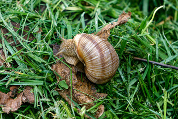 A series of photographs One day at a grape snail farm.
