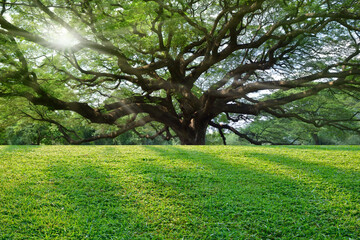 Short green grass with large tree background.