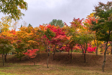 Fototapeta na wymiar Autumn trees in Nami Island- Gapyong Gyounggido, Korea