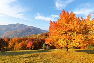 Autumn rural landscape. Scenery with amazing mountains, fields and forests with tree covered orange...