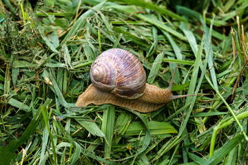 A series of photographs One day at a grape snail farm.
