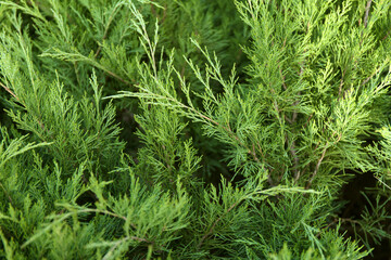 Macro background of Christmas green tree branches.