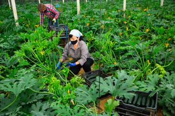 Female gardener in protective mask with ripe zucchini in the greenhouse. High quality photo