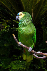 Obraz premium Blue-fronted Parrot (Amazona aestiva)