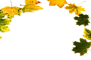 Autumn leaf close-up on white background. rich color background