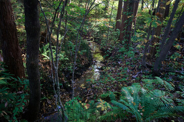 小さな森の川