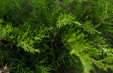 Macro background of Christmas green tree branches.