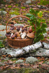 basket of mushrooms