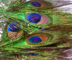 Naklejka premium Peackock feathers with just the colorful tips showing