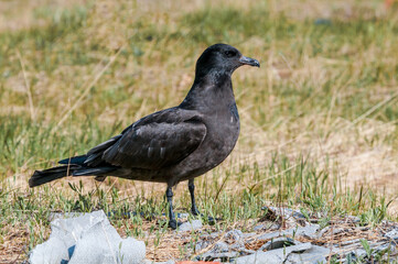 Pomarine Jaeger (Stercorarius pomarinus) in Barents Sea coastal area, Russia