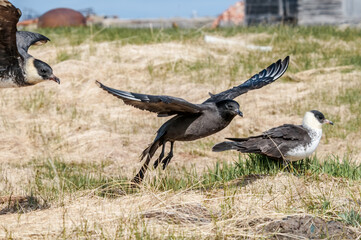 Pomarine Jaeger (Stercorarius pomarinus) in Barents Sea coastal area, Russia