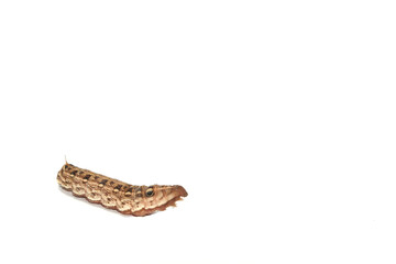  big brown caterpillars on a white background are shot close-up, showing the caterpillars in fine detail, with a complementary flash for clarity.